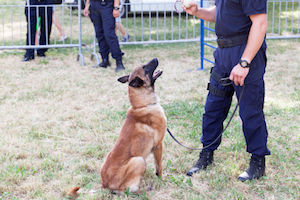 police K9